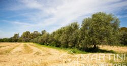 Terreno Agricolo in Vendita a Scarlino