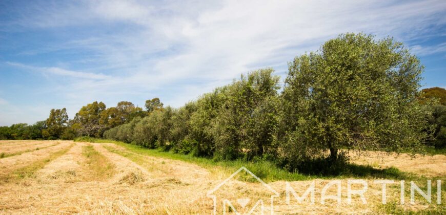 Terreno Agricolo in Vendita a Scarlino