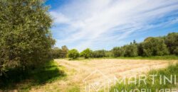 Terreno Agricolo in Vendita a Scarlino