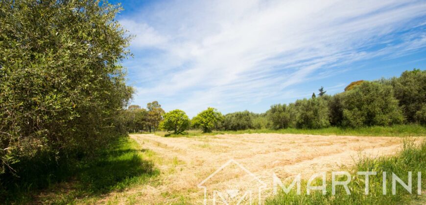 Terreno Agricolo in Vendita a Scarlino