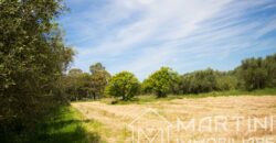 Terreno Agricolo in Vendita a Scarlino