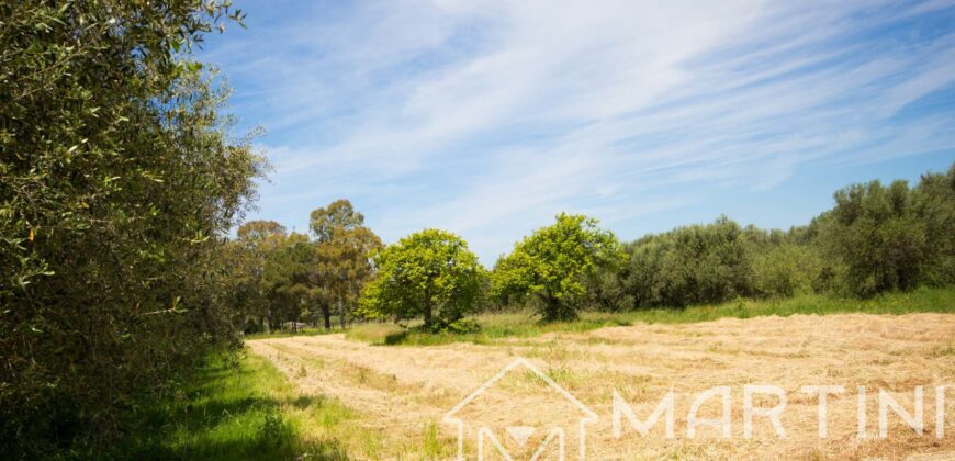 Terreno Agricolo in Vendita a Scarlino