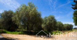 Terreno Agricolo in Vendita a Scarlino