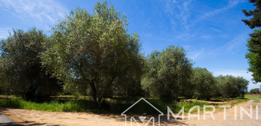 Terreno Agricolo in Vendita a Scarlino