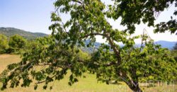 Annesso in Muratura con Terreno e Sorgente