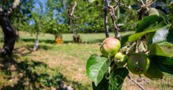 Annesso in Muratura con Terreno e Sorgente