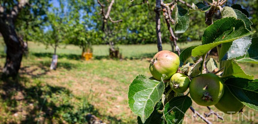 Annesso in Muratura con Terreno e Sorgente