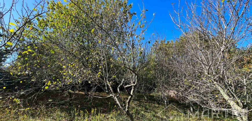 Orto in Vendita a Boccheggiano