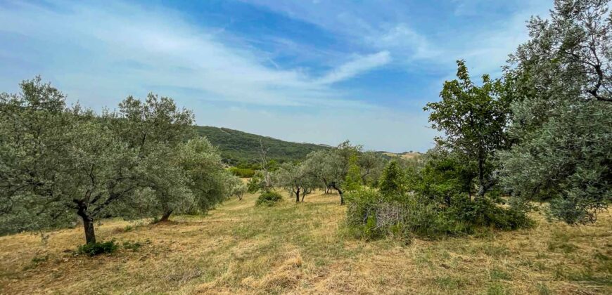 Oliveto a Tatti in Vendita | Terreno con Annessi