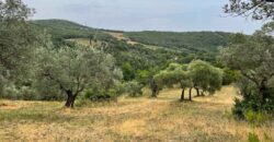 Oliveto a Tatti in Vendita | Terreno con Annessi