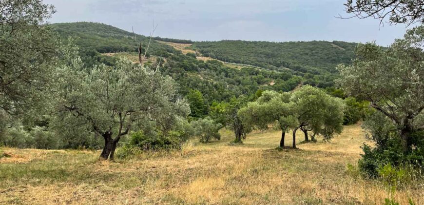 Oliveto a Tatti in Vendita | Terreno con Annessi