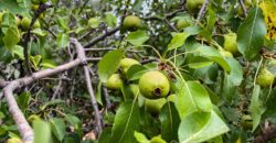 Oliveto a Tatti in Vendita | Terreno con Annessi