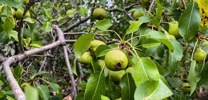 Oliveto a Tatti in Vendita | Terreno con Annessi