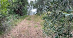 Oliveto a Tatti in Vendita | Terreno con Annessi