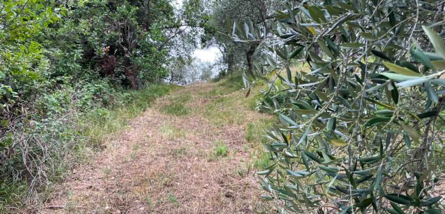 Oliveto a Tatti in Vendita | Terreno con Annessi