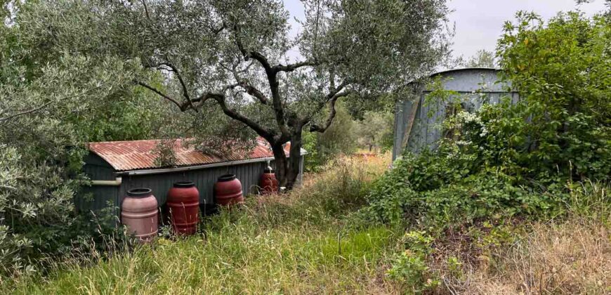 Oliveto a Tatti in Vendita | Terreno con Annessi