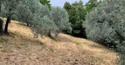 Oliveto a Tatti in Vendita | Terreno con Annessi