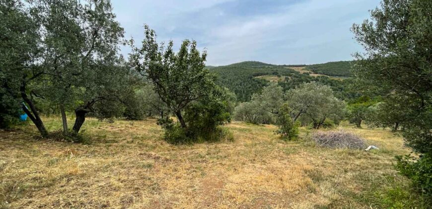 Oliveto a Tatti in Vendita | Terreno con Annessi