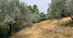 Oliveto a Tatti in Vendita | Terreno con Annessi