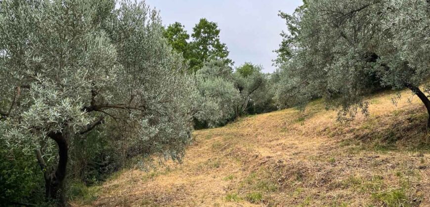 Oliveto a Tatti in Vendita | Terreno con Annessi