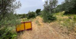 Oliveto a Tatti in Vendita | Terreno con Annessi