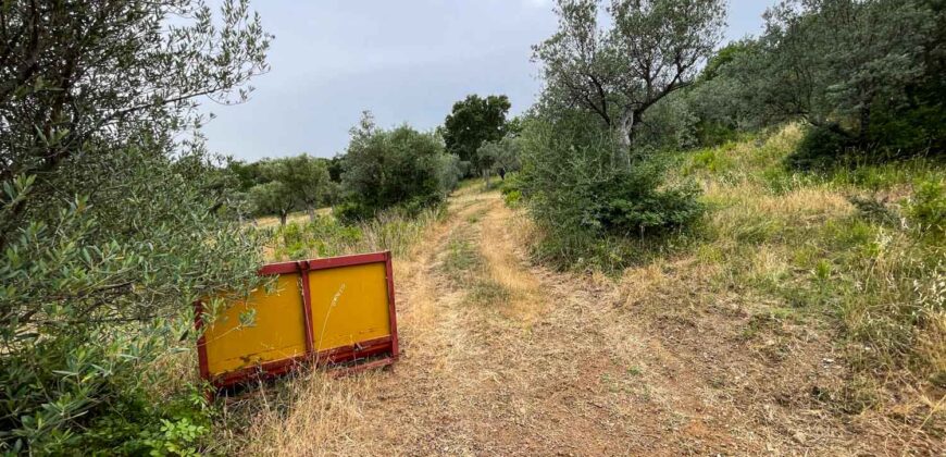 Oliveto a Tatti in Vendita | Terreno con Annessi